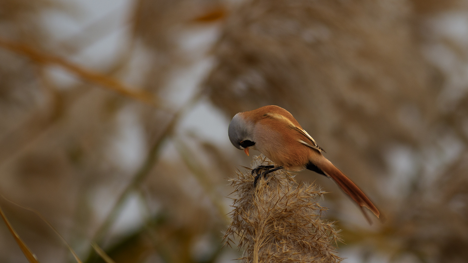 Bearded Reedling